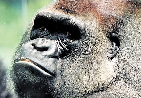 Gorilí samec Bosso ze zlínské zoo zemel 1. dubna.