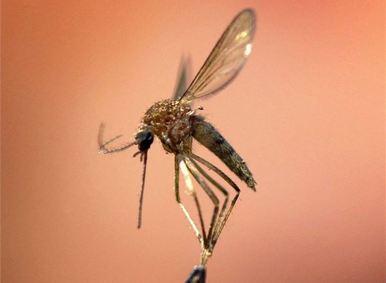 Komái penáí lutou zimnici, horeku dengue a západonylskou horeku.