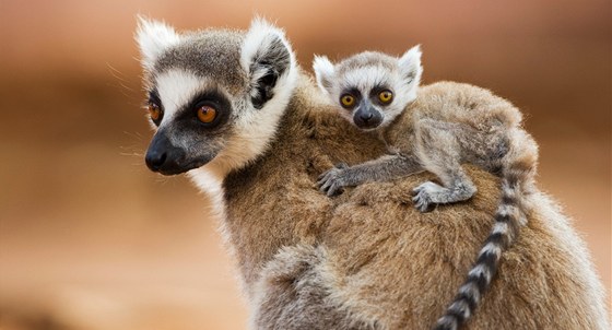 Samice lemura kata s mládtem, kterému jet není ani msíc.