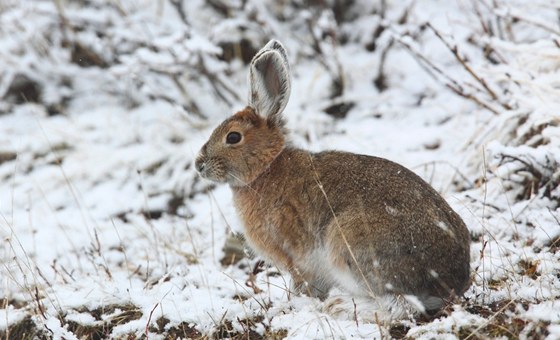 Zajíc mnivý (Lepus americanus)