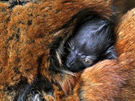 V beznu se v jihlavské zoo narodilo nkolik mláat lumur. Na snímku lemur...