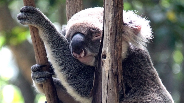 Koala, kter zrovna "nepracuje".