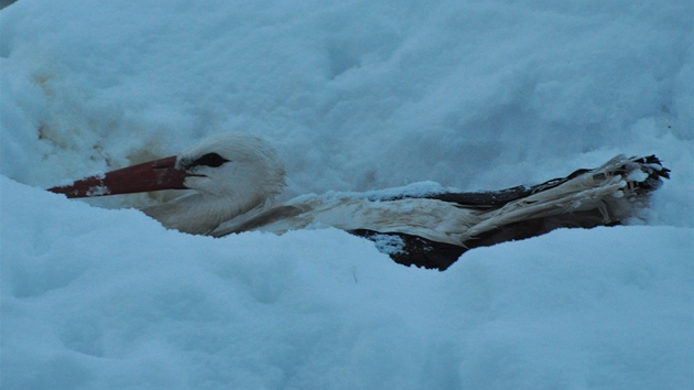 Silný mateřský pud přinutil samici trpět ve sněhu. Foceno za špatných světelných podmínek v brzkých ranních hodinách.