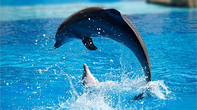 Delfíní show (ilustraní foto)