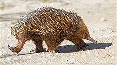 Je�ura australská je jedním z nejzvlá�tn�j�ích �ivo�ich� na sv�t�.