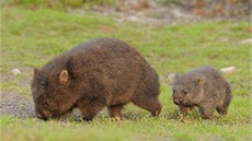 Vombaty mete ve volné pírod vidt jenom v Austrálii.