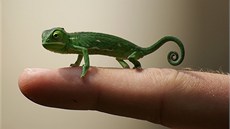 Nkteí chameleoni jsou malicí, jiní dorostou titvrt metru.