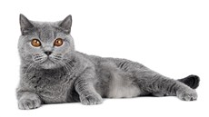 Mo� ko�ky odhalí o jejím zdravotní stavu víc informací, ne� by laik �ekal. 