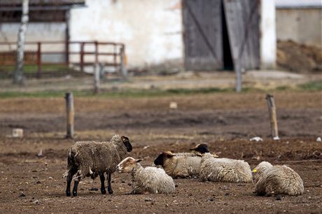Týrané ovce na farm v Bli nad Orlicí na Královéhradecku. 