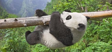 Osmimsíní mlád pandy je pekvapiv obratné a skvle plhá. 