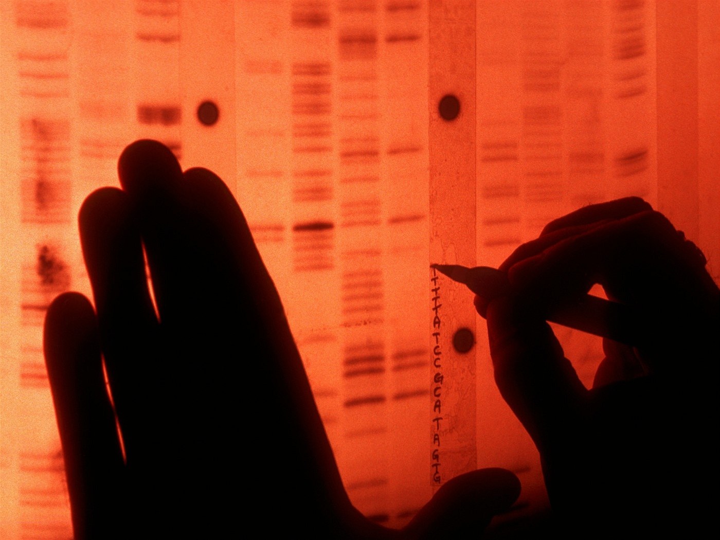 Vypisování sekvence DNA. Písmena ozna�ují jednotlivé báze kyseliny. 