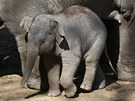 Sita chránná sloními samicemi 