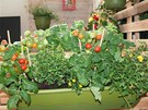 Závěsný samozavlažovací truhlík osazený bylinkami, zeleninou i okrasnými...