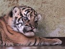 Tygr sumaterský je nejmením poddruhem tygra. Jeho pvodní domovinou je ostrov...