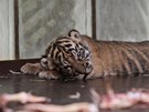 Tygr sumaterský je v pírod kriticky ohroeným druhem. Odborníci odhadují, e...