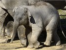 Dvoumsíní slonice Sita