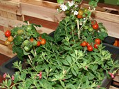 Ve velkoobjemovém zavlažovacím truhlíku už můžete pěstovat rajčata či papriky....