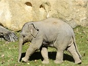 Dvouměsíční slonice Sita