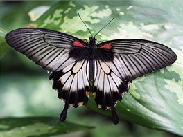 Na výstavu tropických motýl se vypravila Kamila Novotná. Tohoto feáka...