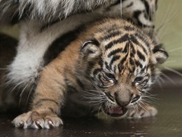 V jihlavské zoologické zahrad se po dlouhých dvaceti letech narodilo mlád...