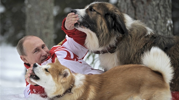 Rusk prezident Vladimir Putin dovd se svmi psy ve snhu (24. bezna 2013)