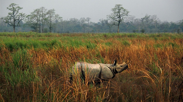 Nosoroec indick, znm tak jako pancov, postv v mokadech nrodnho parku Kaziranga v severovchodn Indii. Kvli pytlctv jich ve voln prod ije jen kolem dvou tisc kus. (9. dubna 2013)