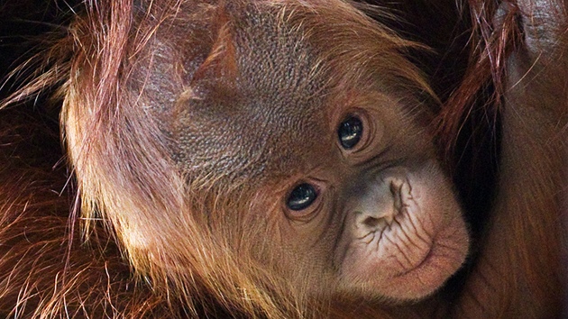 Orangutaní mládě v pražské zoo se stále pevně drží své matky Mawar. Chovatelé stále ještě nevědí, zda jde o samičku či samečka.