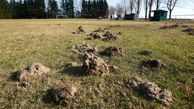 Na fotbalovm hiti ve Vtrnm Jenkov d krtci. Travnatou plochu rozryli destkami krtinc.