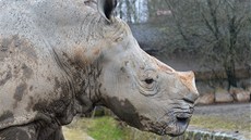 Samec bílého nosoroce Natal ve dvorské zoo.