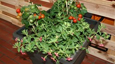 Ve velkoobjemovém zavla�ovacím truhlíku u� m��ete p�stovat raj�ata �i papriky....