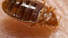 �tenice domácí na Harvardov� univerzit� tráví krev z dobrovolného hostitele.