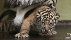 V jihlavské zoologické zahrad� se po dlouhých dvaceti letech narodilo mlád�...