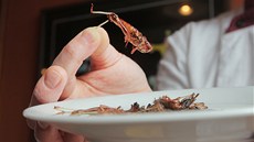 Kucha Petr Ocknecht se specializuje na pípravu jídel z hmyzu.