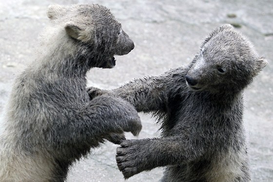 Medvíata Nanuk a Kometa jsou sice medvdi lední. O bílou barvu svých koich se vak pi svých hrátkách rozhodn nestarají.