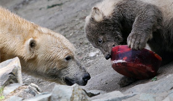 Medvdi si pochutnávají na dortu z ryb, masa, epy, mrkve a jablek. 