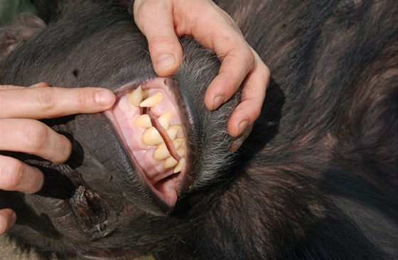 Šimpanzí samičku trápil bolavý špičák. V narkóze jí ho vytrhnul zubař.