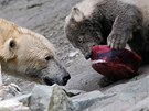Medvdi si pochutnávají na dortu z ryb, masa, epy, mrkve a jablek. 