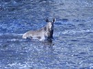 V lesích u eských Budjovic se v pátek ráno neekan objevili dva losi.