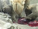 V Brn se ktili lední medvdi