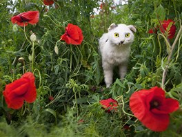 Felis silvestris et Papaver rhoeas