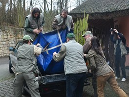 "Nakládání lvice váící 140 kilogram je fuka i pro silné chlapy," íká mluví...