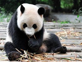 Panda velk