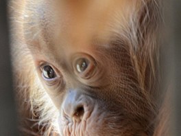 Orangutan md samice Mawar, focen pes me