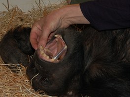 Šimpanzí samičku musel kvůli bolavému zubu ošetřit zubní lékař. 