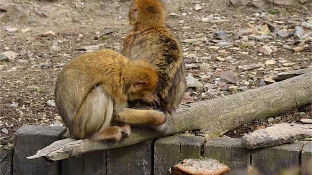 Vzájemná péče je pro makaky magoty (čili bezocasé) důležitá. 