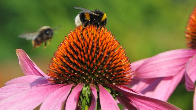 Čmelák dokáže opylovat i ty květy, se kterými si včely neporadí.