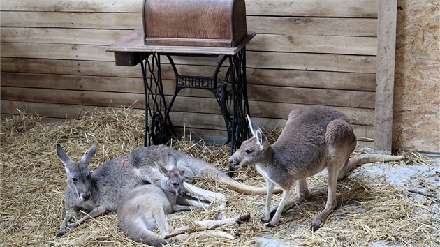 V jihlavsk zoo se v sobotu slavnostn otevela Australsk expozice s nzvem Pollacks  Farm