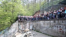 Na k�est dvou medví�at dorazily tisíce lidí. 