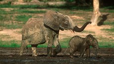 Sloni pralesní v národním parku Dzanga-Ndoki ve Stedoafrické republice. Podle