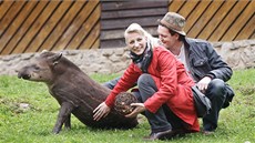 A zde u je jihoamerický tapír Sam v dospláckém zbarvení (na snímku se svou...